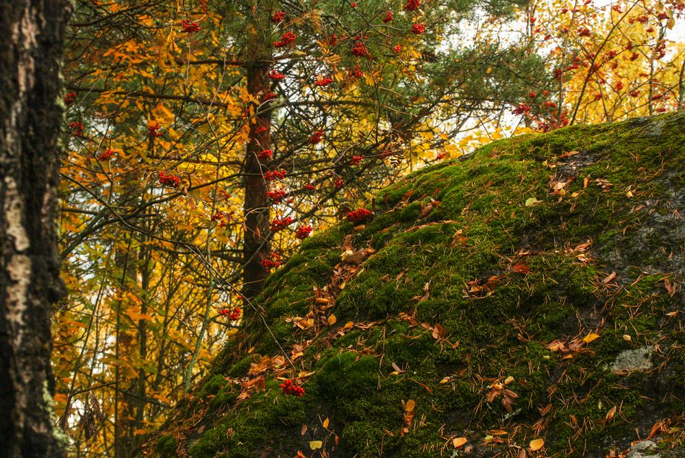 Photograph by Ольга Литвинцева