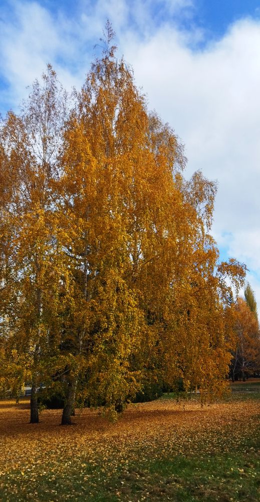 Фотография автора Веста Ягужинская