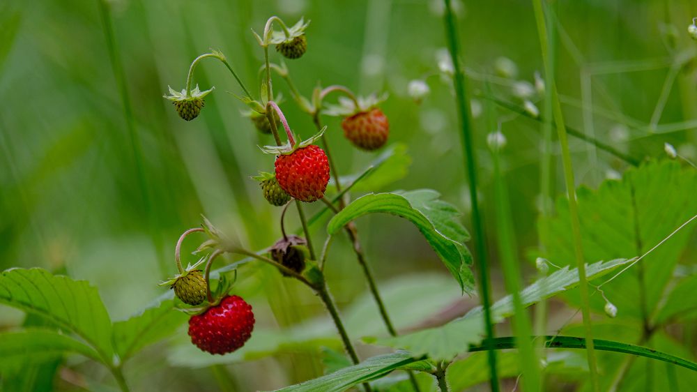 Photograph by Александр Елизаров