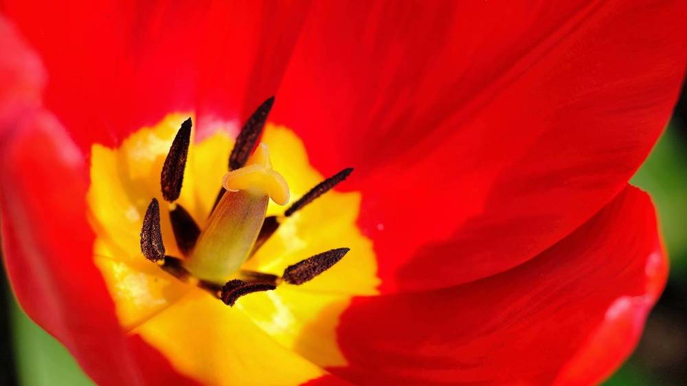 Photograph by Александр Елизаров