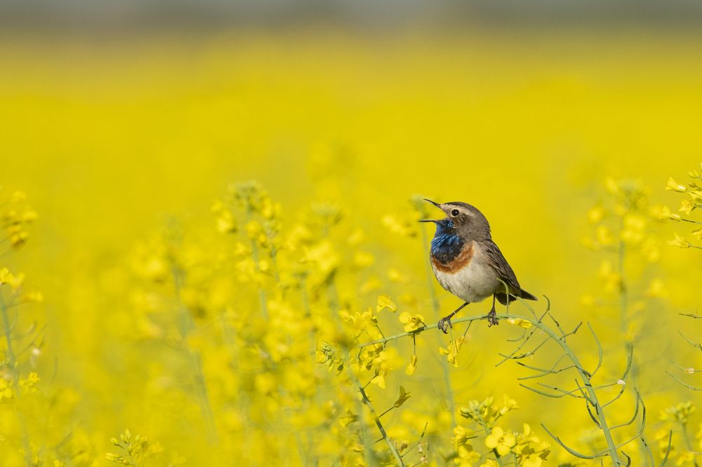 Photograph by Predrag Kostin