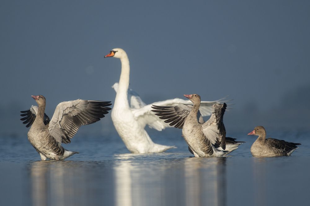 Photograph by Predrag Kostin