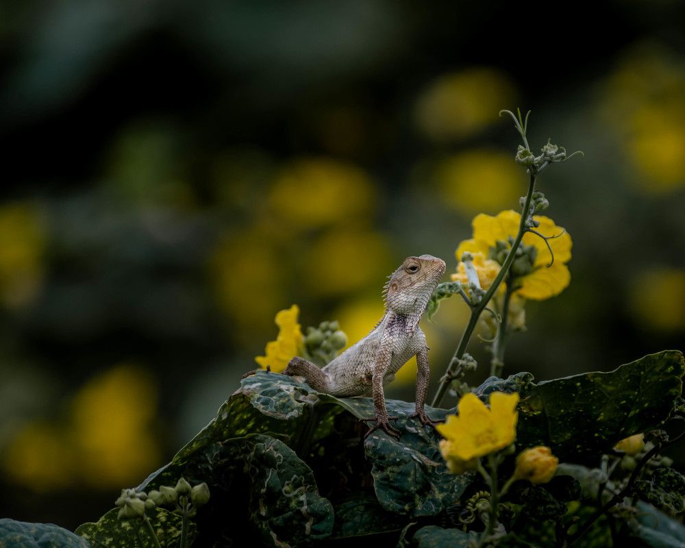 Photograph by Jamal Uddin