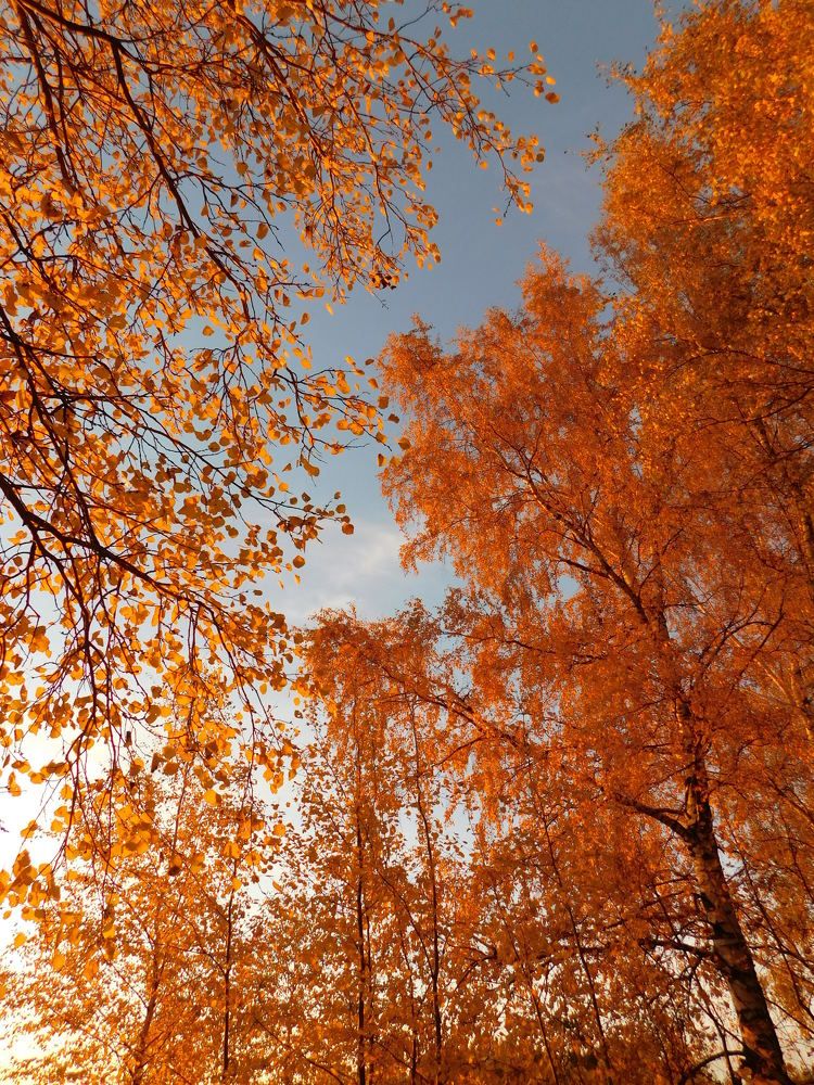 Photograph by Татьяна Колчанова