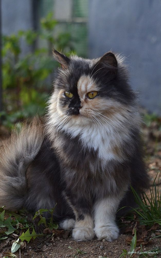 Кошка, которая приносит радость