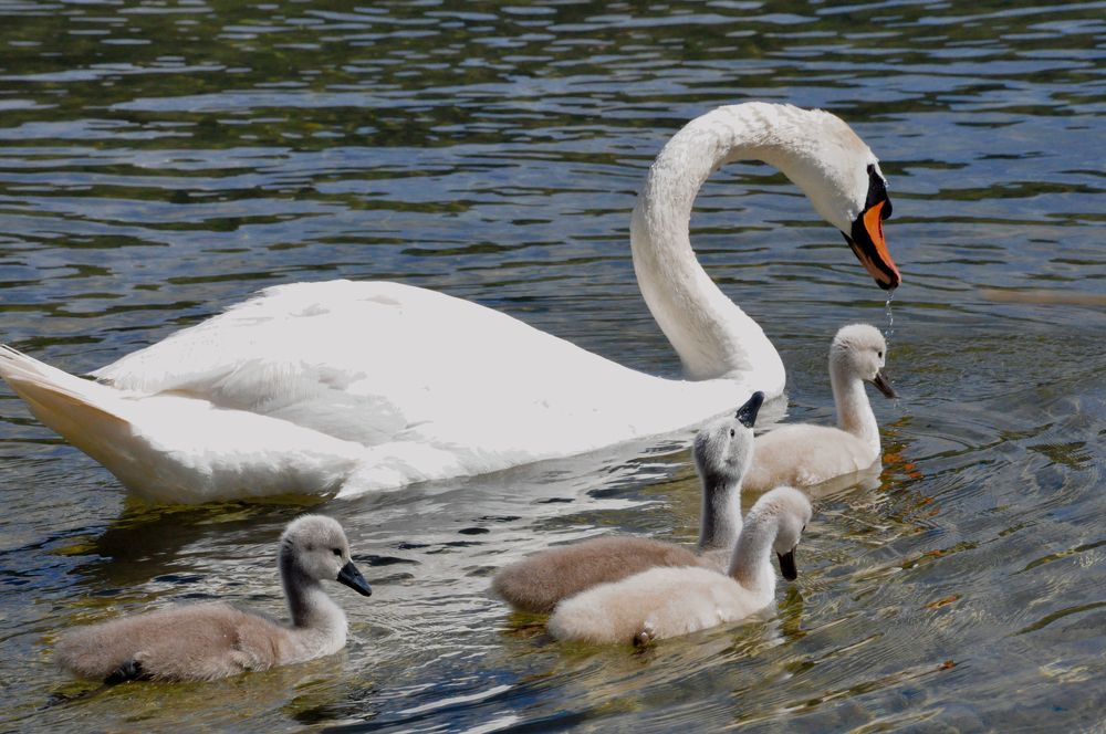 Photograph by Галина Лысых