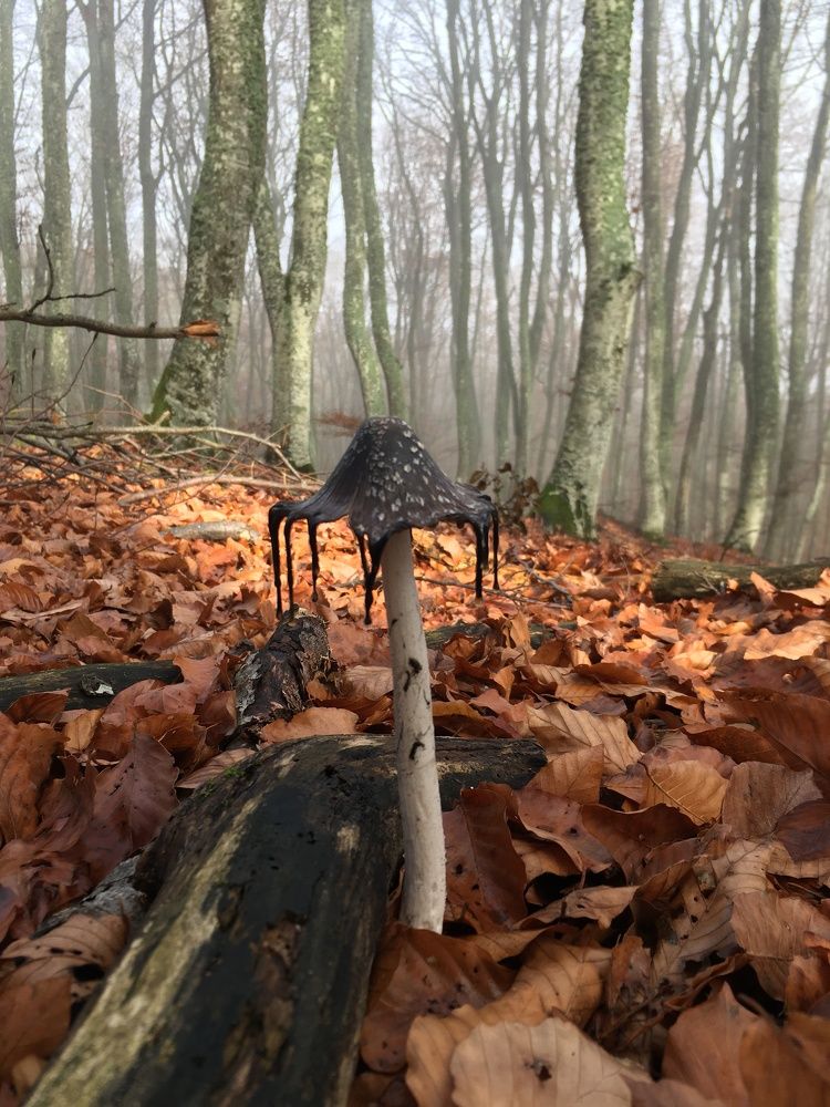 Стойкий грибной солдатик