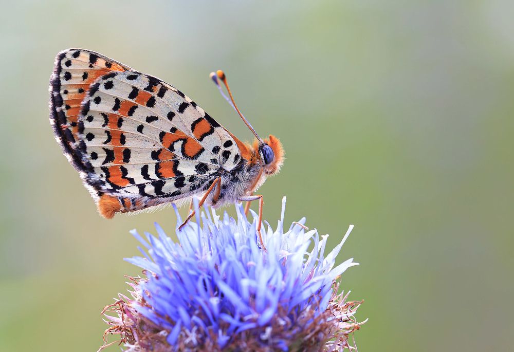 Photograph by Борис Новиков