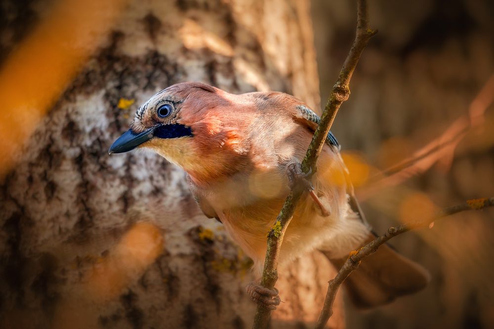 Photograph by Aleksandr Solovev