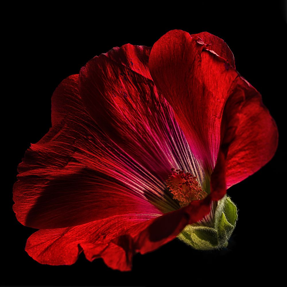 Photograph by Екатерина Рябкова