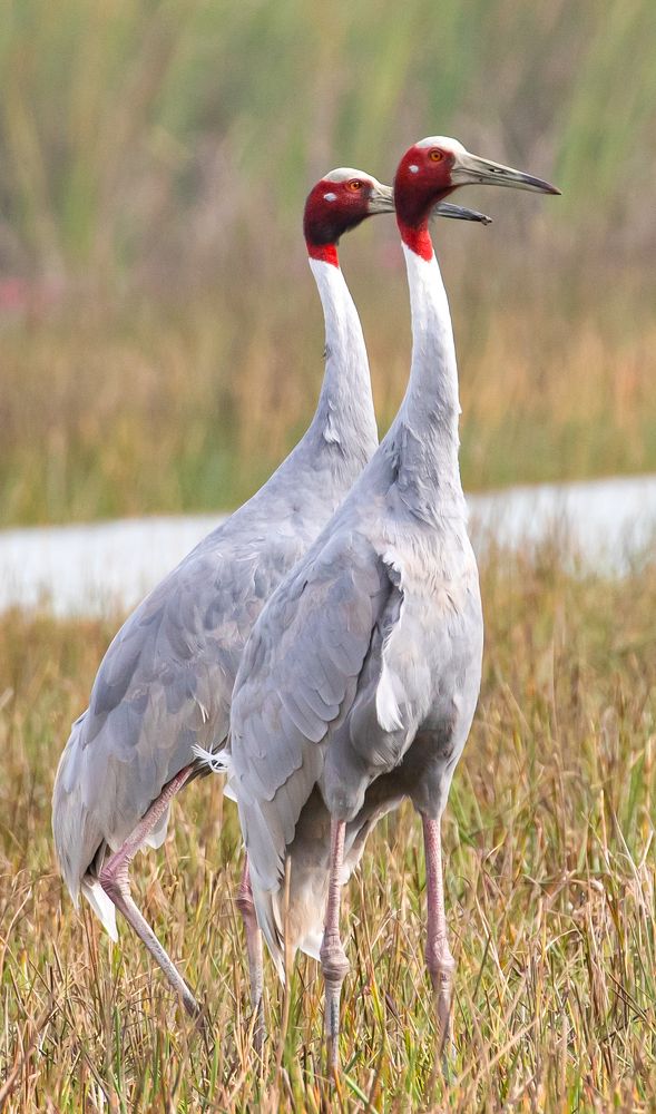 Фотография автора Pradeep Plaha