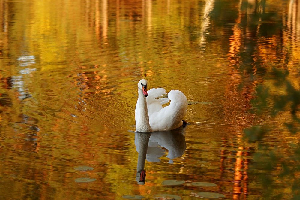 Photograph by Татьяна Шандромайло