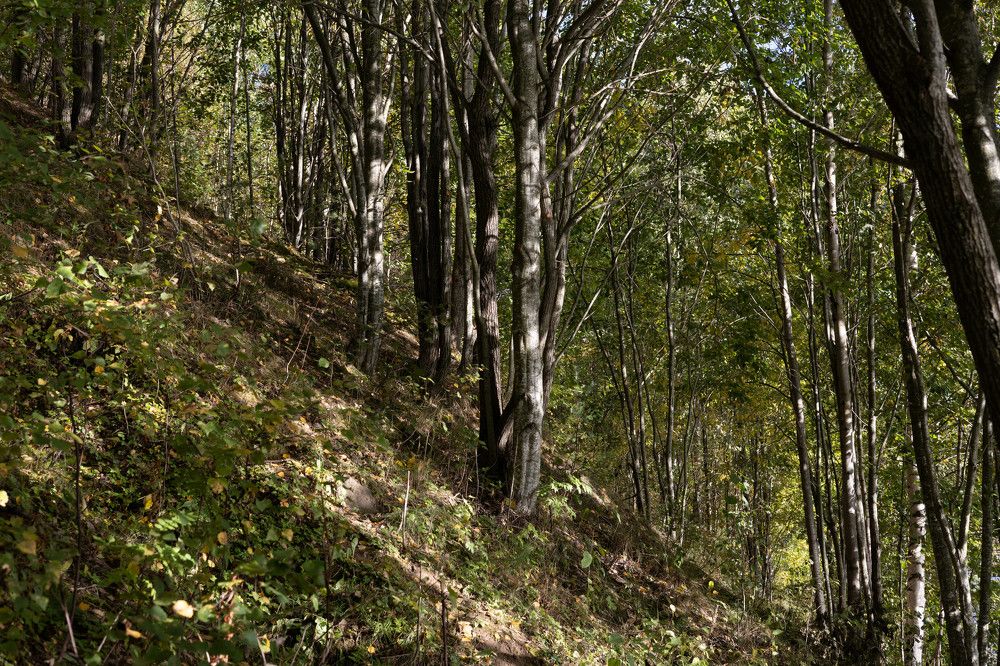 Фотография автора Алина Павлова