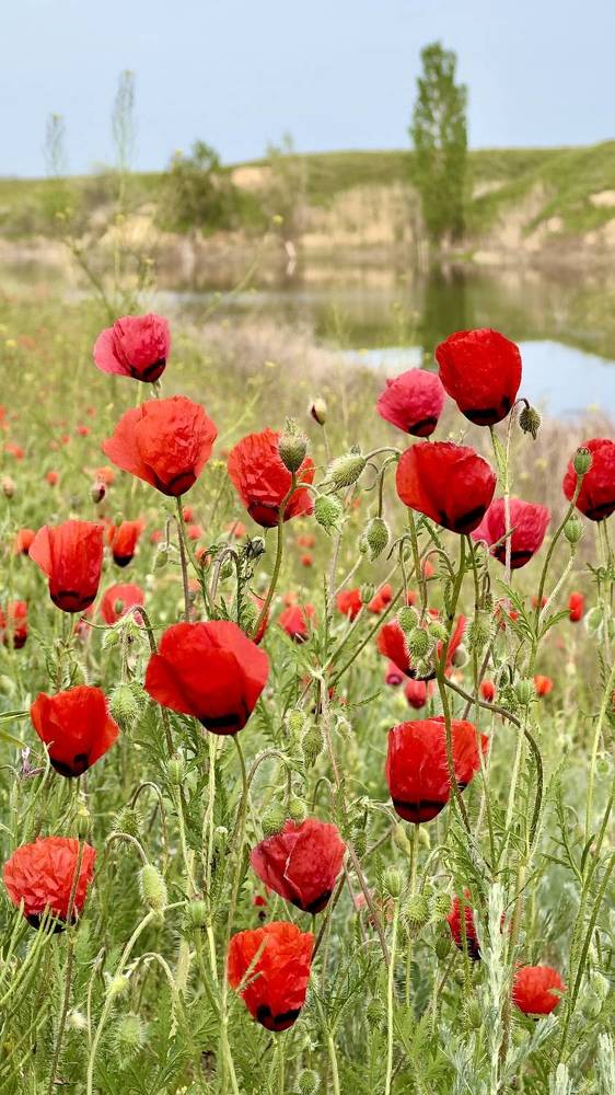 Photograph by Ольга Бибекина