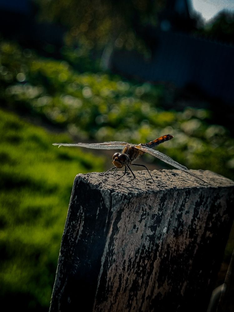 Photograph by Ирина Герлин