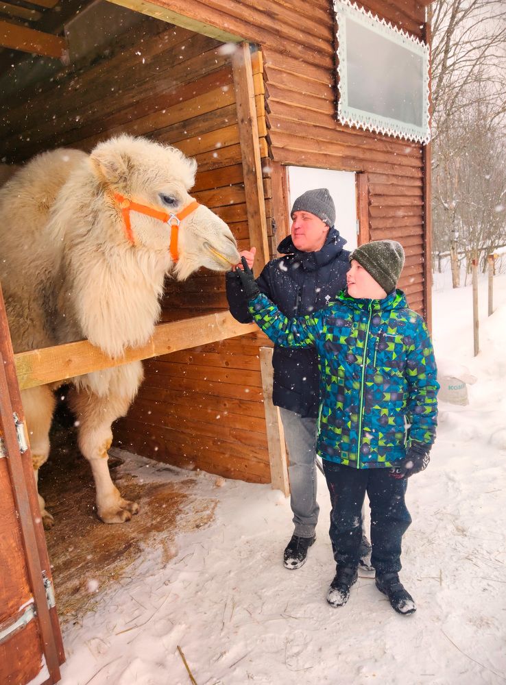 В гостях у верблюда Васи