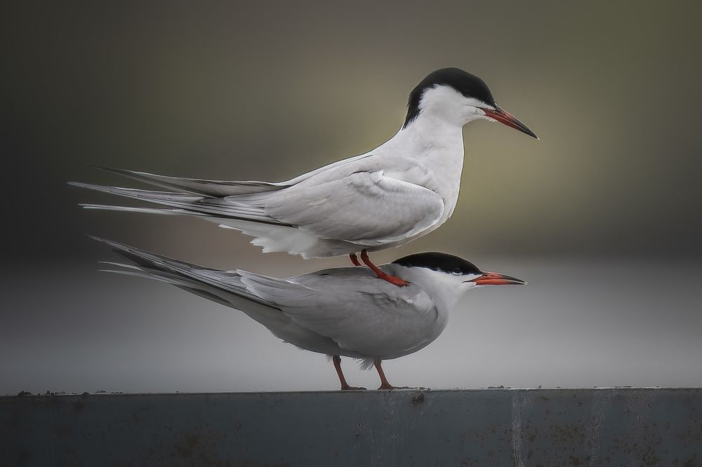 Photograph by Вячеслав Ладанов