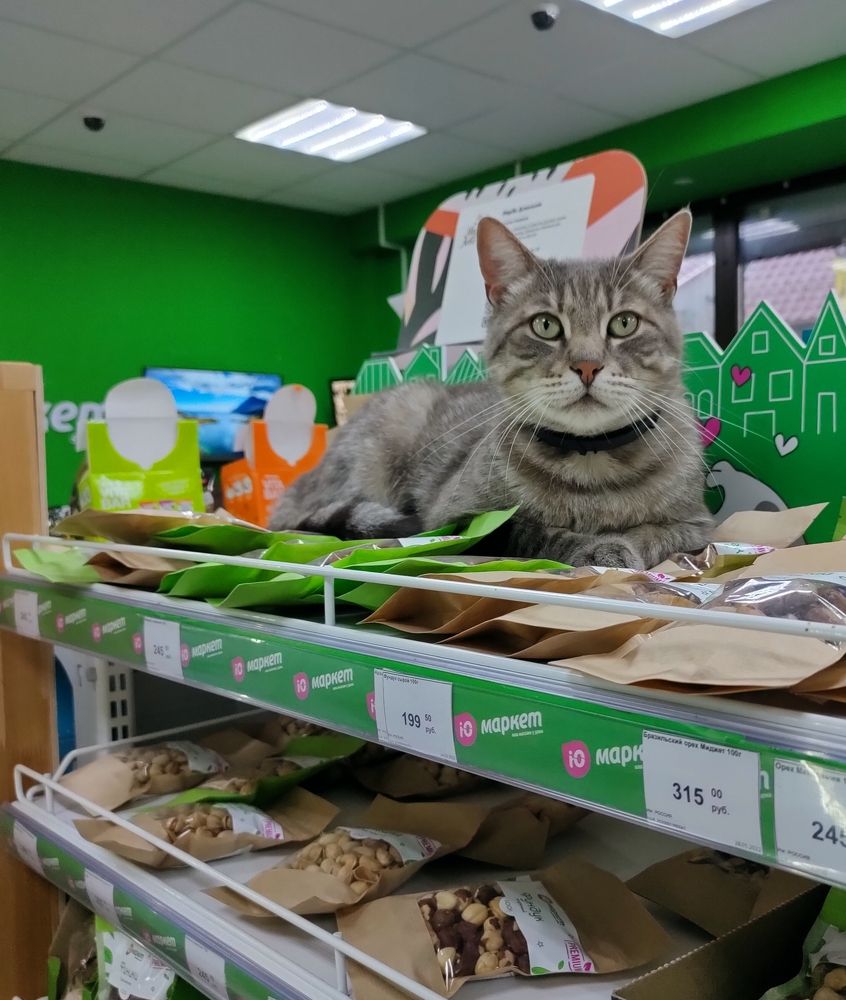 Фотография автора Светлана Смирнова