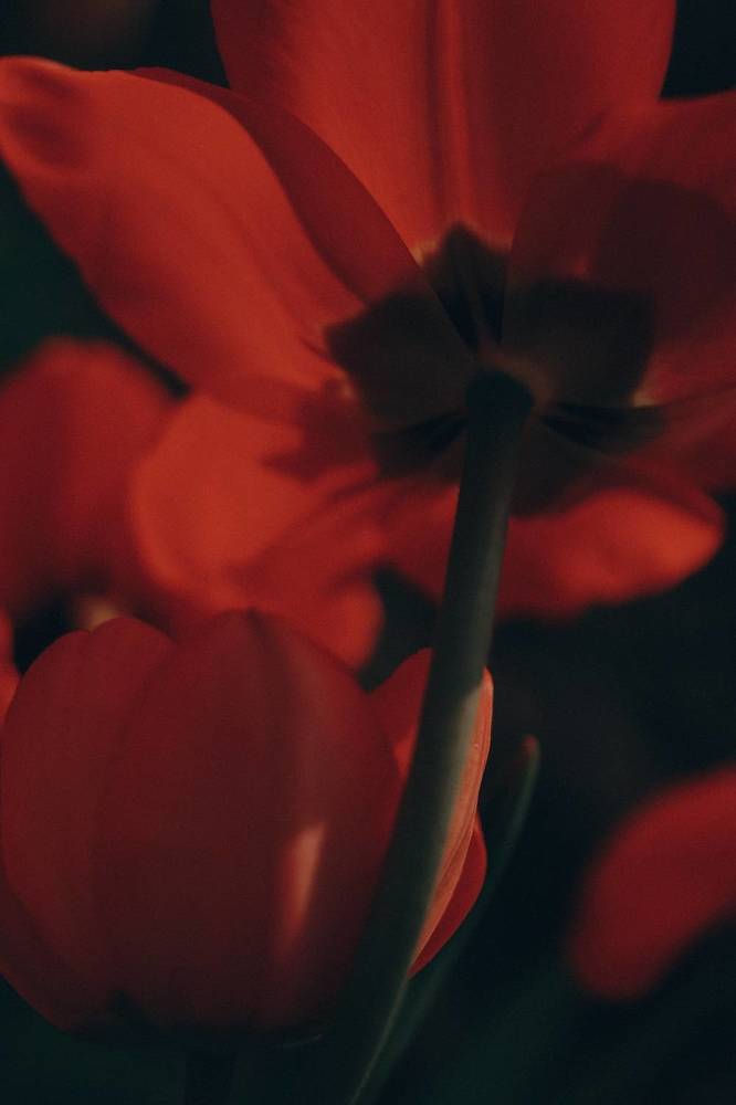 Photograph by Анна Балова