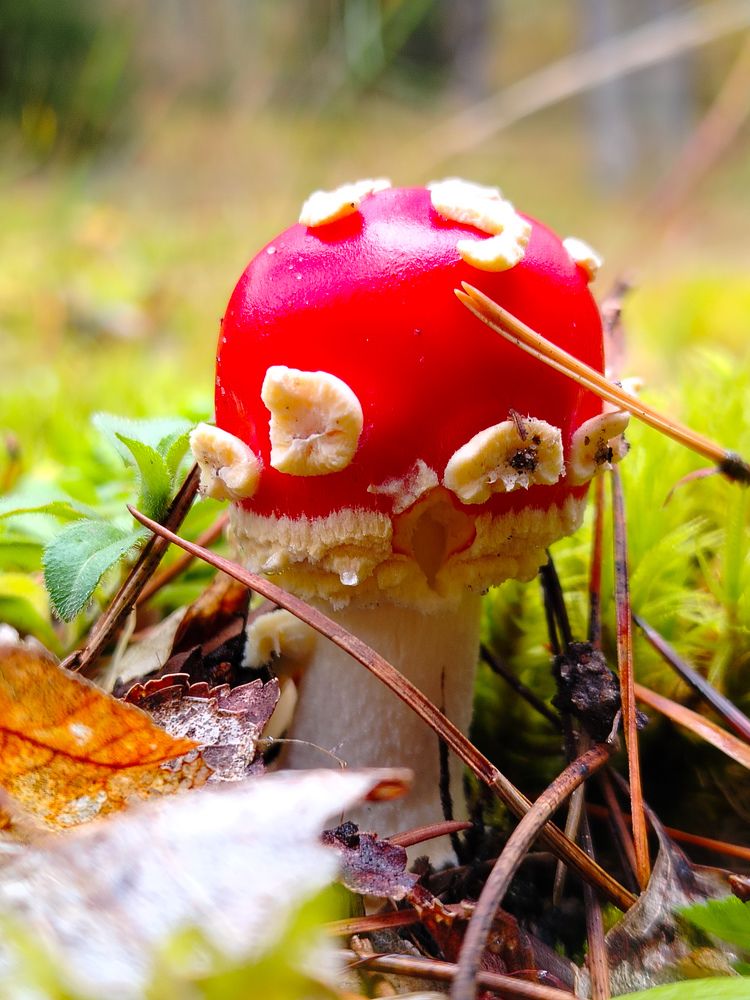 Photograph by Любовь Коровацкая