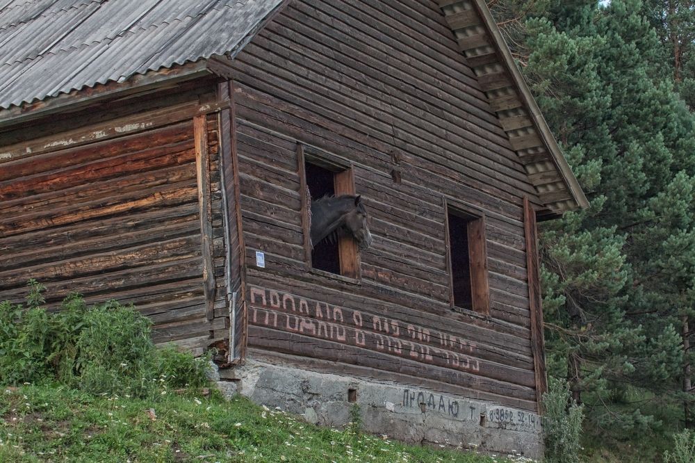 Фотография автора Галина Шепелева