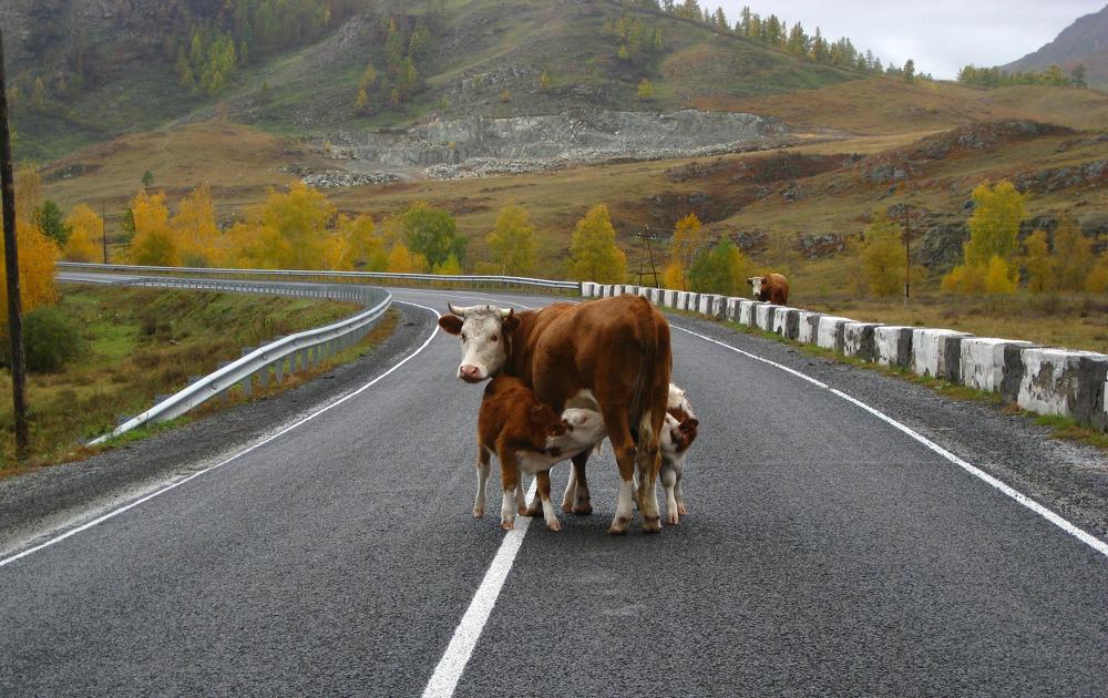 Photograph by Галина Шепелева