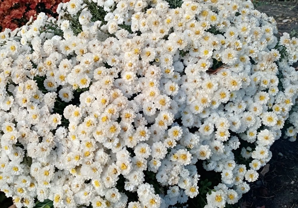 Photograph by Елена Сухорученкова