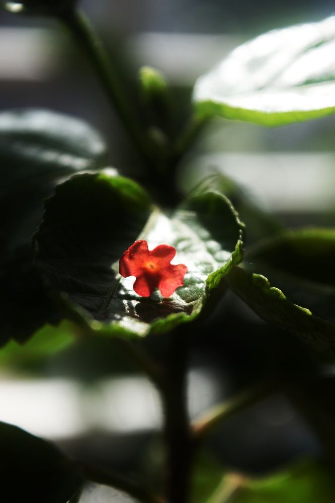 Фотография автора Sheuli Akther