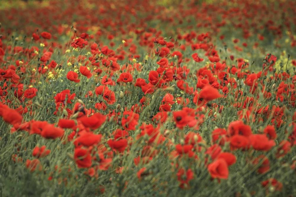 Маковое поле.
