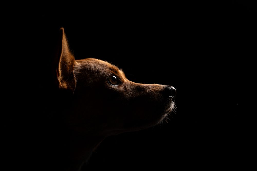 Фотография автора Krisztián Csalami