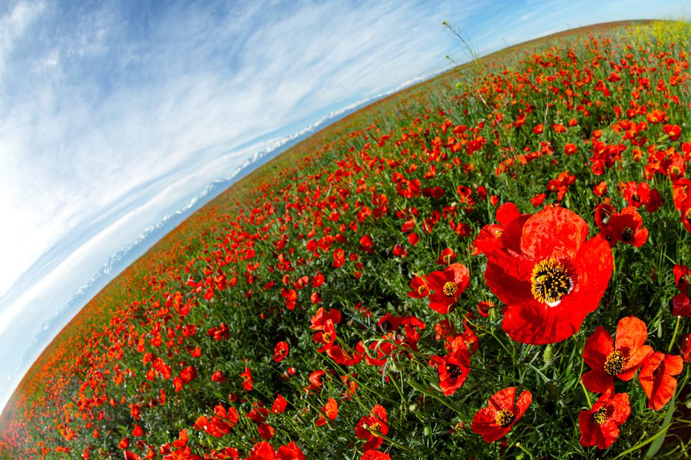 Фотография автора Владимир Пронин