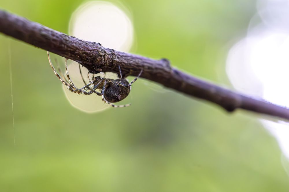Мини паучок