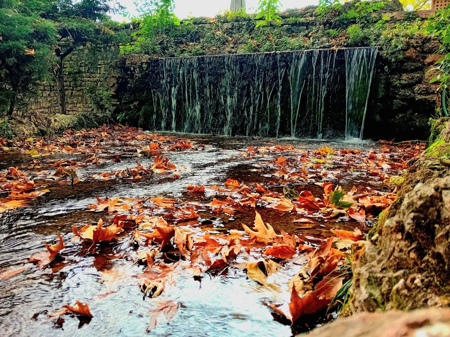 Autumn cataract