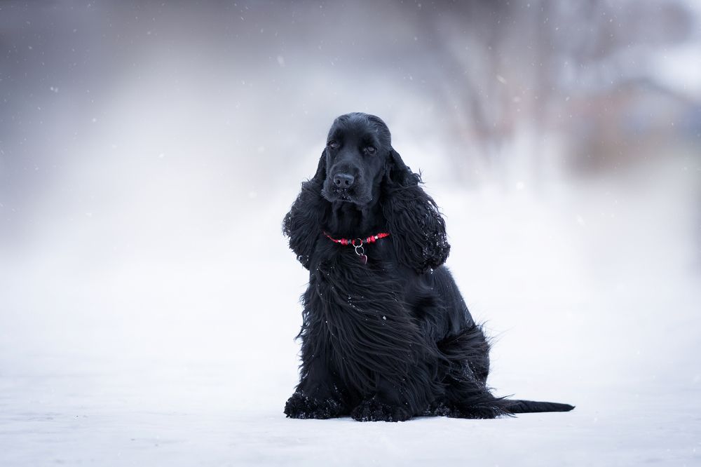 Черный бриллиант