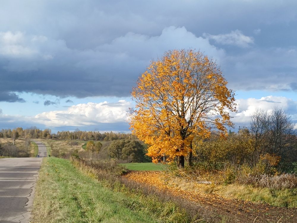 Клен в желтом...