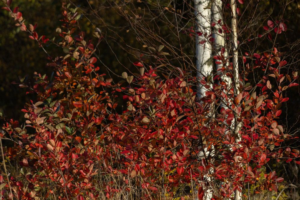 Фотография автора Алина Павлова