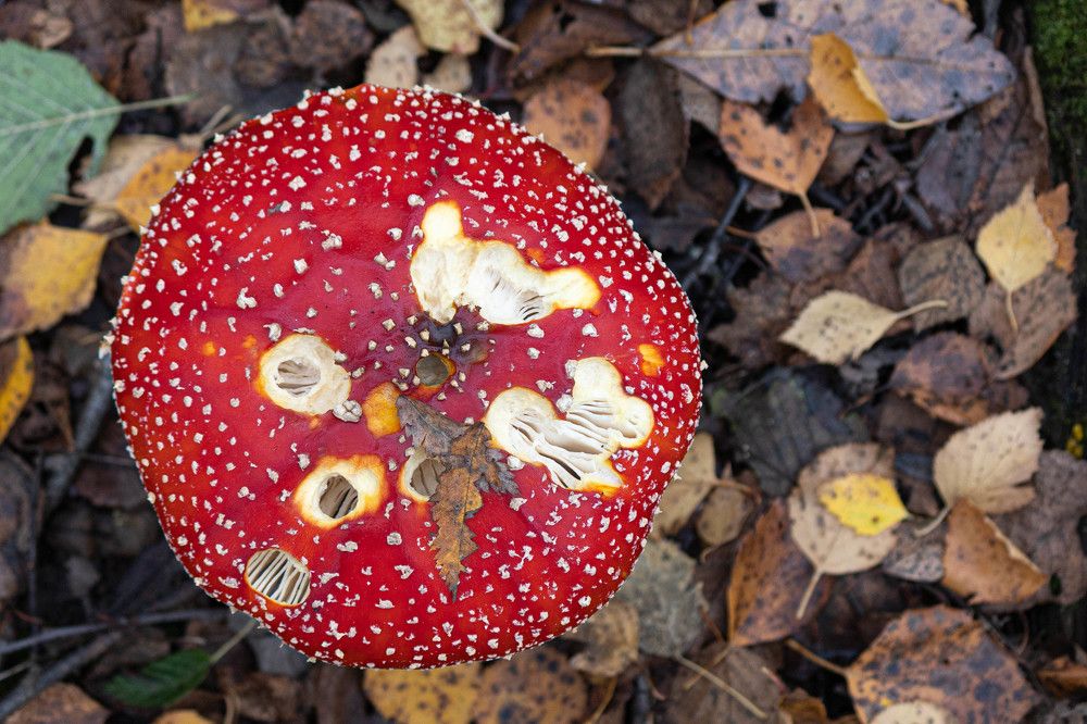 Фотография автора Алина Павлова