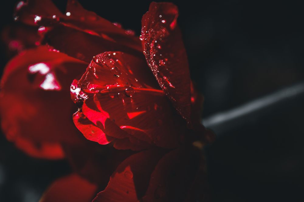 Photograph by Кристина Полякова