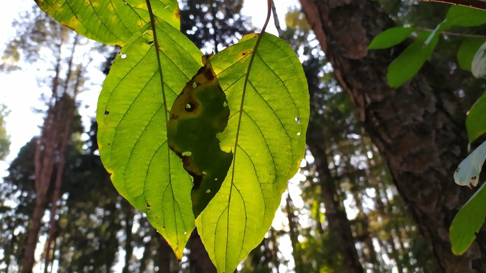 Photograph by Елена Смирнова