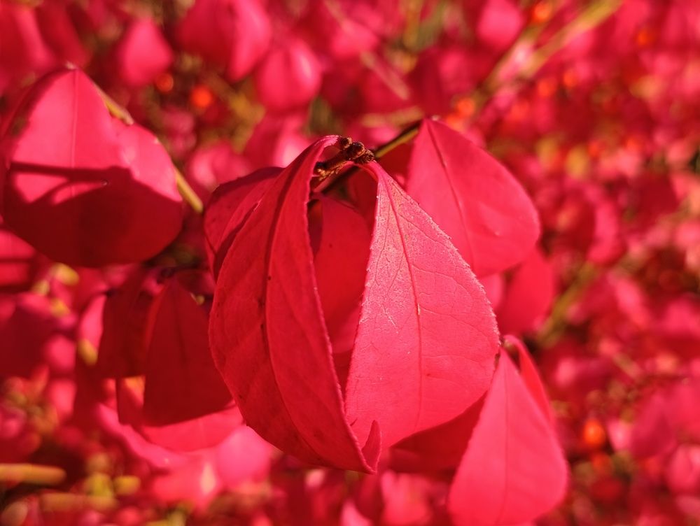 Photograph by Мария Самолевич