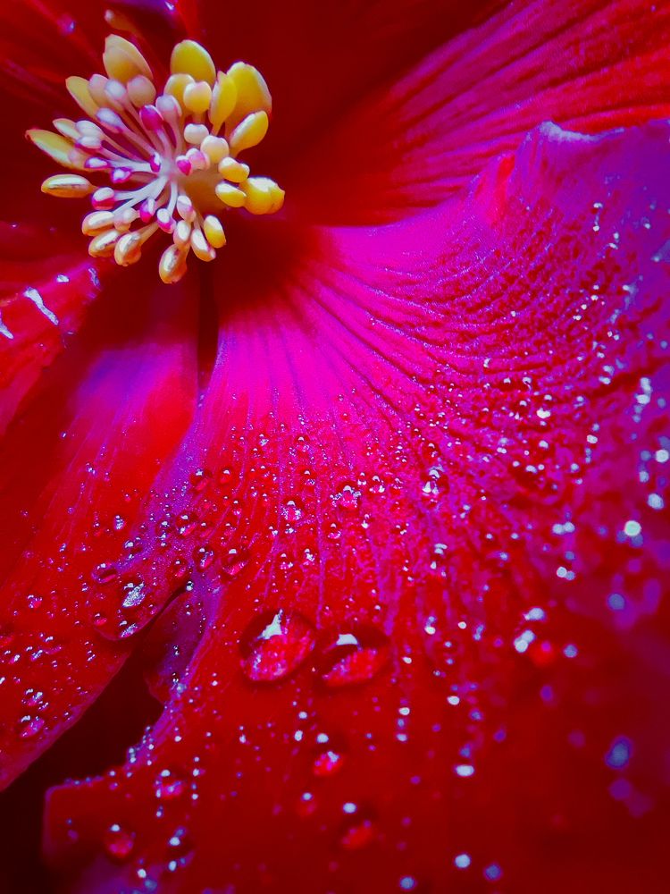 Photograph by Аlina BRAZIUL