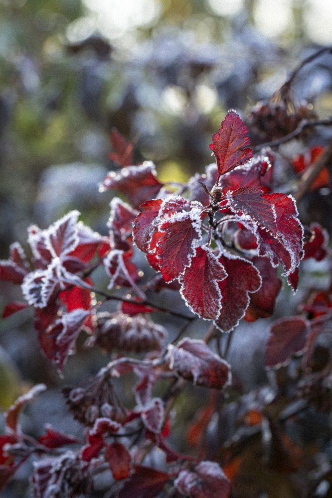 Photograph by Галина Аскольдовна Луковникова