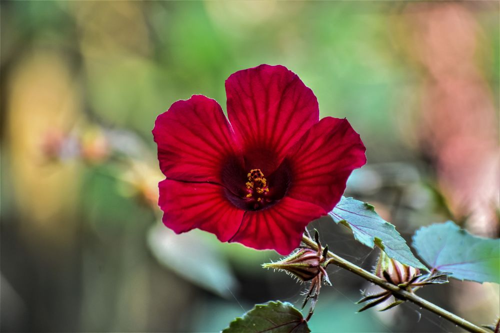 Photograph by Kamal Bhattacharjya