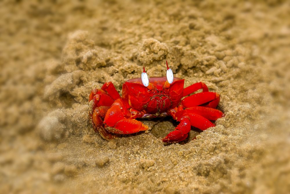 Photograph by Kamal Bhattacharjya