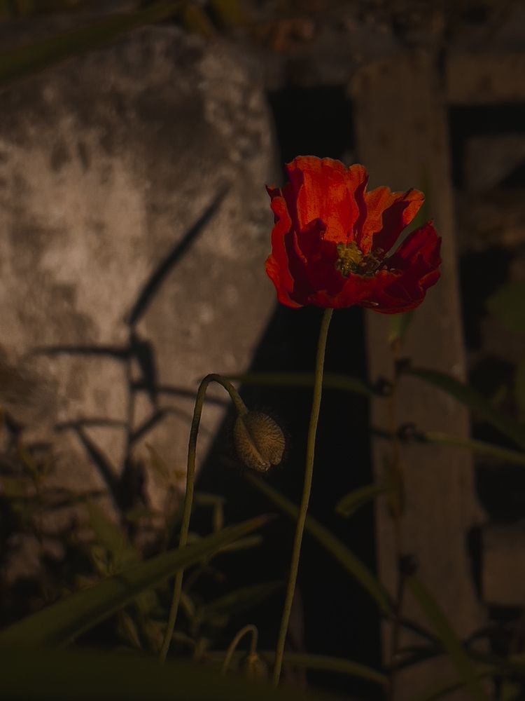 Photograph by Анастасия