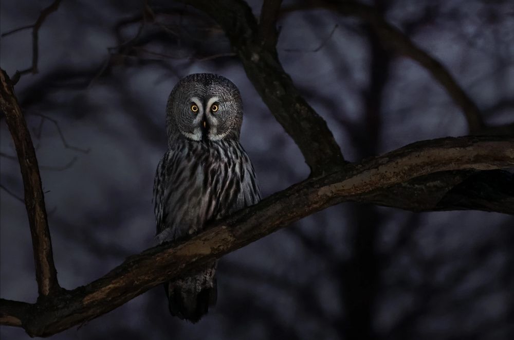 Фотография автора Владимир Коровяковский