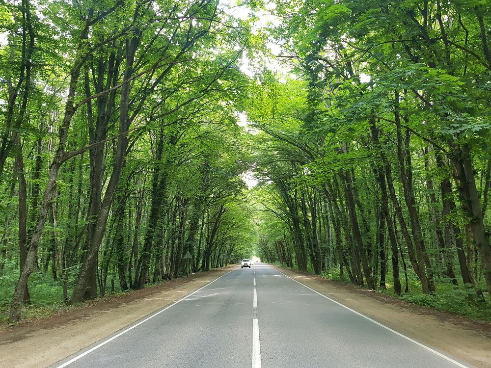 Сквозь лесную чащу.