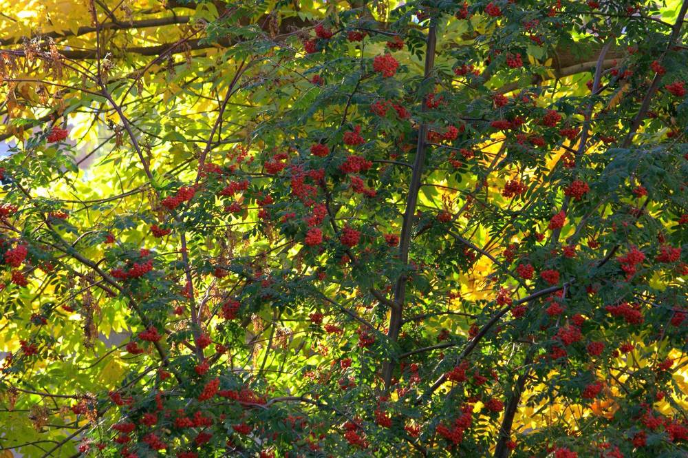 Photograph by Ольга Павлова