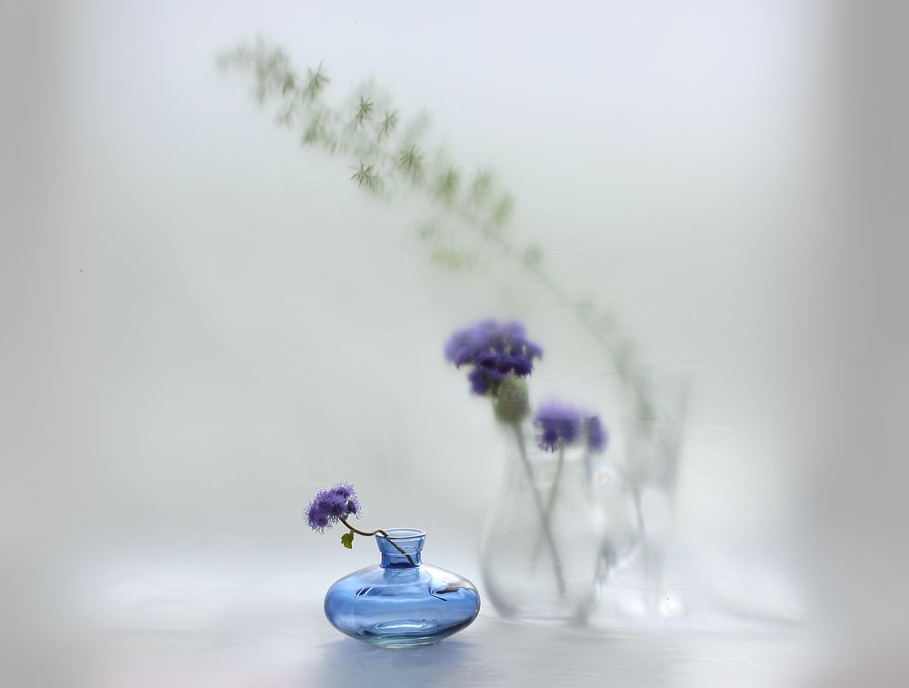 С агератумом