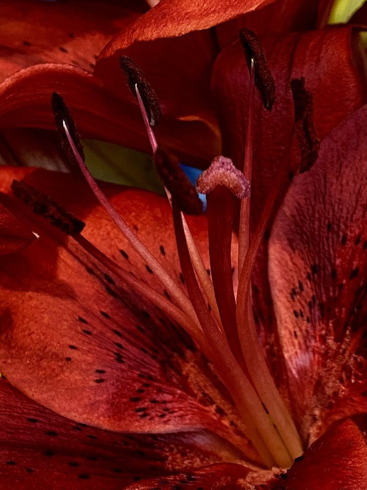 Фотография автора Ольга Лазаренко